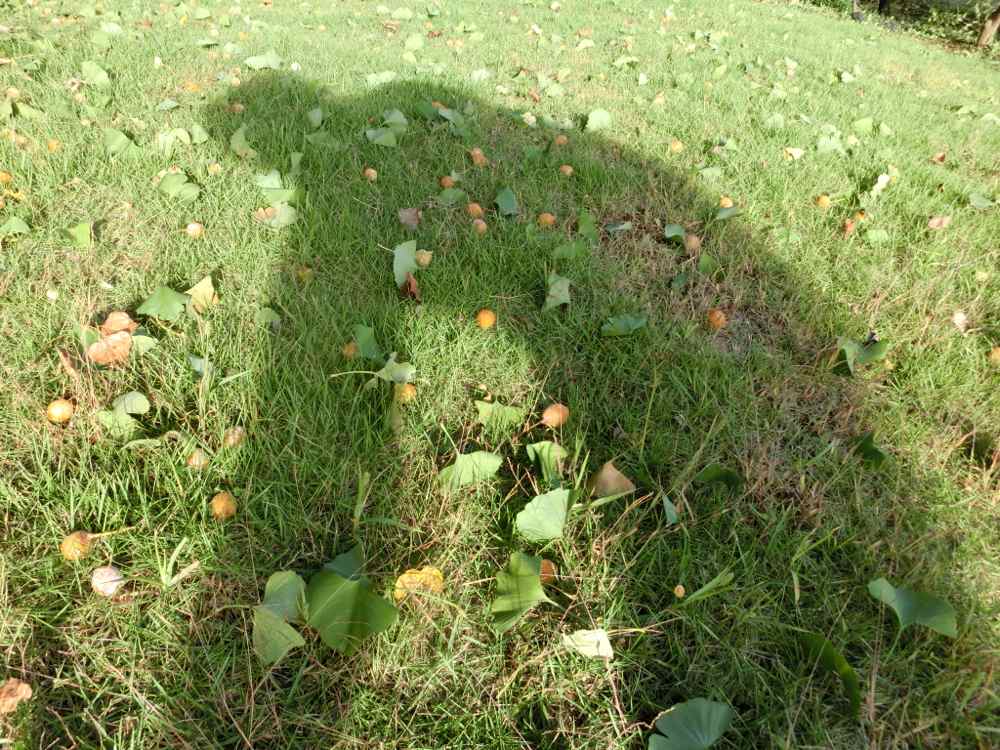 http://village-diary.com/blog/catsbonfamily/pict/141006gingko3.jpg