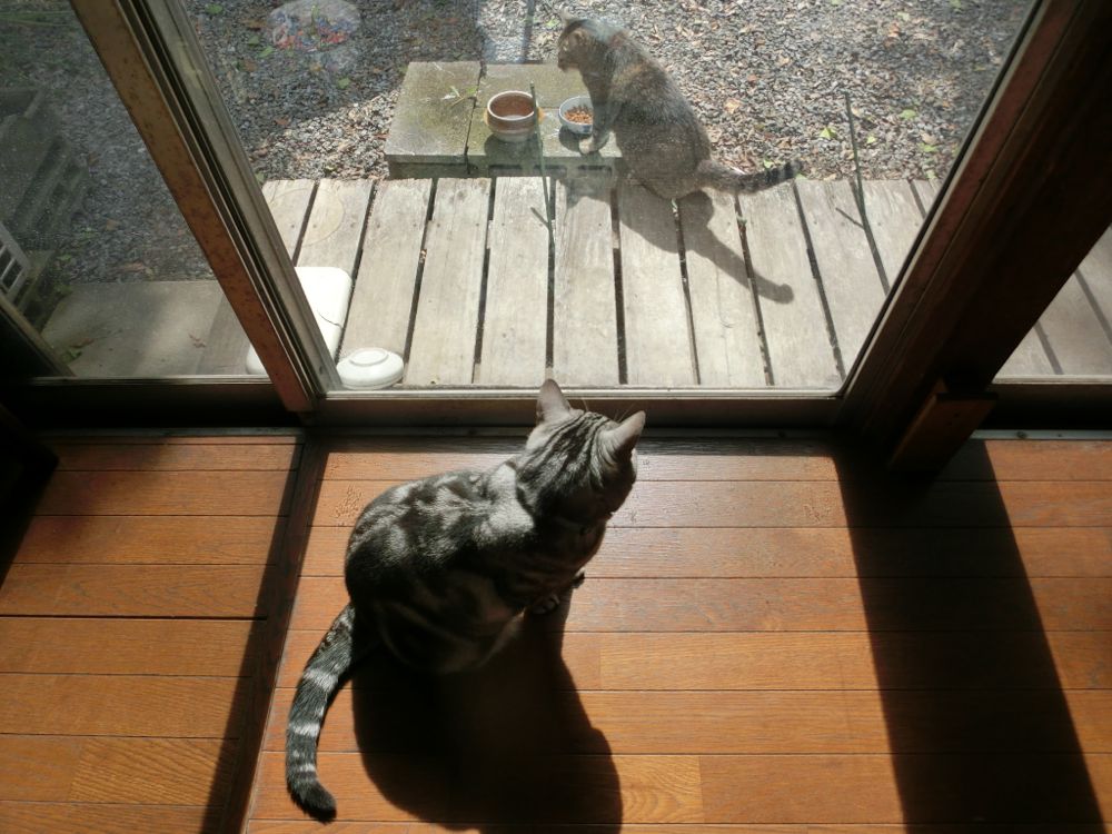 http://village-diary.com/blog/catsbonfamily/pict/141010bona-and-mamaneko.jpg