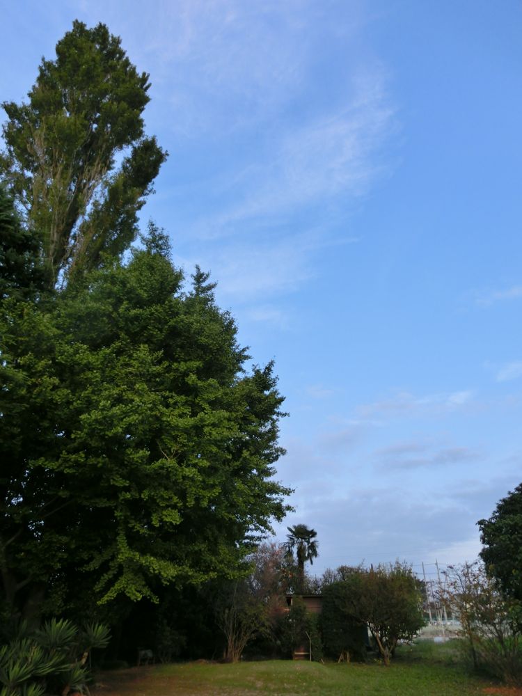 http://village-diary.com/blog/catsbonfamily/pict/141012gingko1.jpg