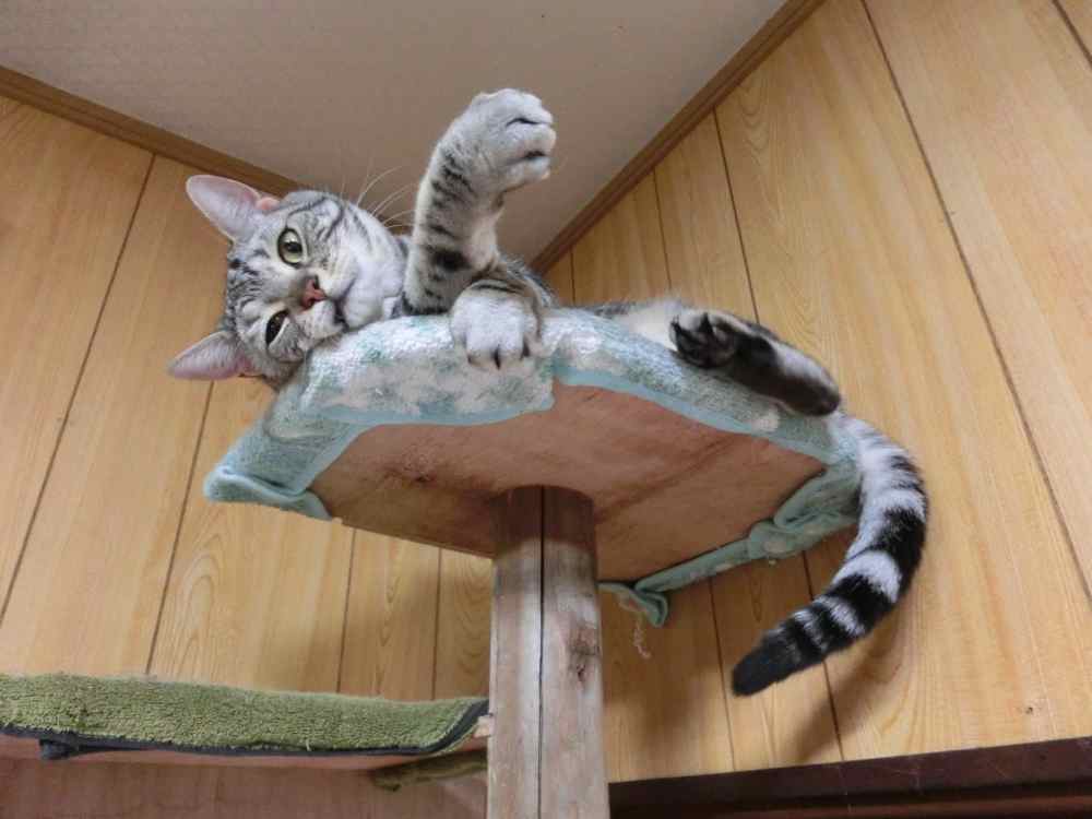http://village-diary.com/blog/catsbonfamily/pict/141015bona1.jpg