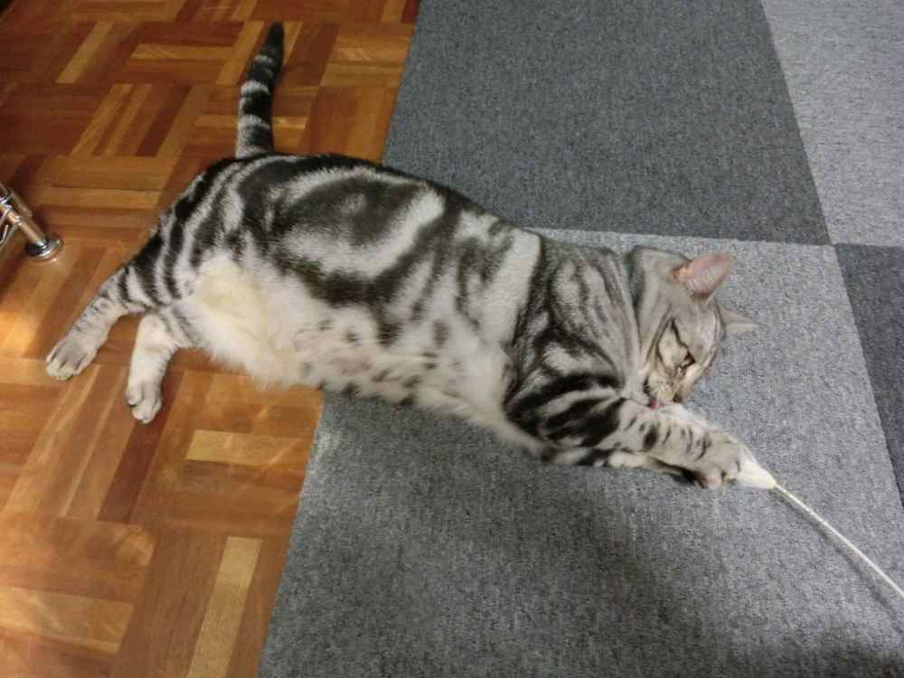 http://village-diary.com/blog/catsbonfamily/pict/141019bona1.jpg