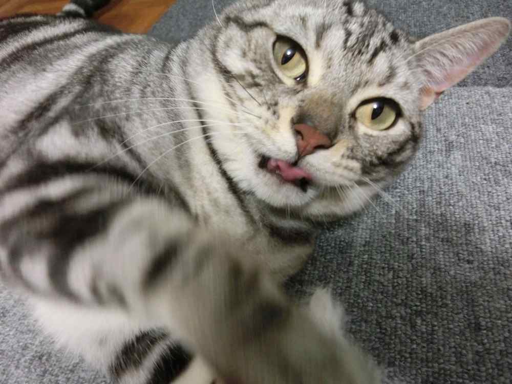 http://village-diary.com/blog/catsbonfamily/pict/141019bona2.jpg