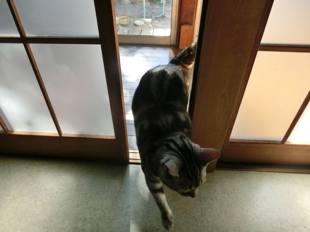http://village-diary.com/blog/catsbonfamily/pict/141028bona2.jpg