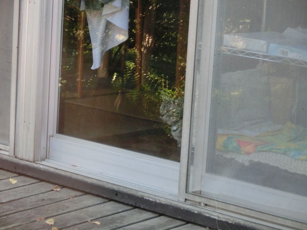 http://village-diary.com/blog/catsbonfamily/pict/141028bona4.jpg