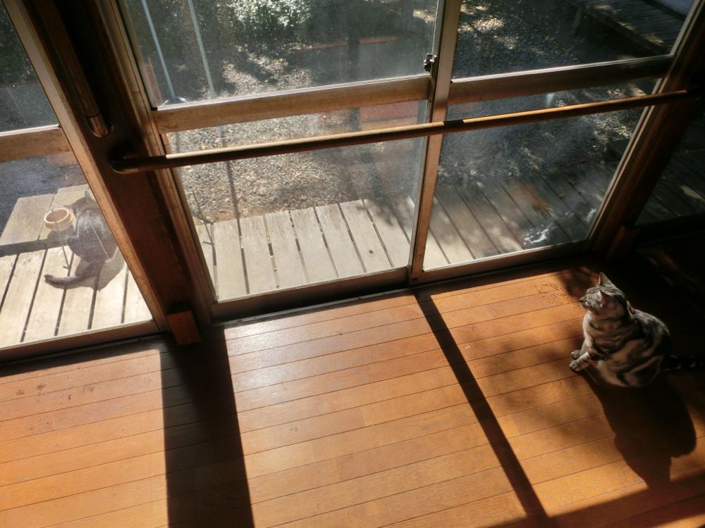 http://village-diary.com/blog/catsbonfamily/pict/141029bona.jpg