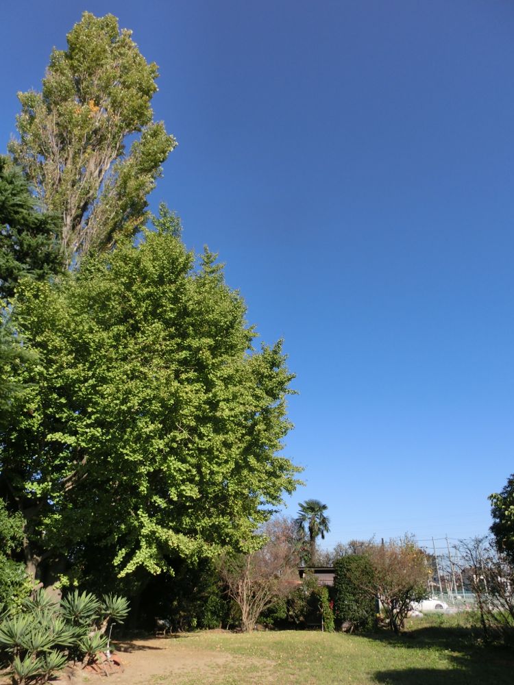 http://village-diary.com/blog/catsbonfamily/pict/141029gingkotree.jpg