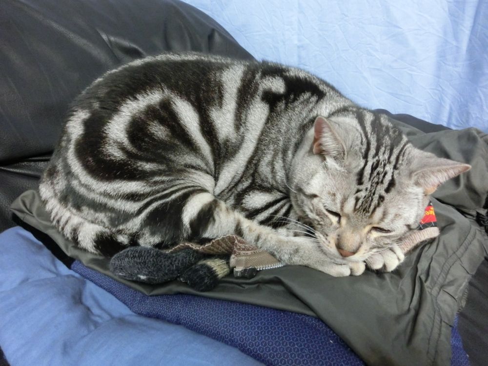 http://village-diary.com/blog/catsbonfamily/pict/141113bona2.jpg