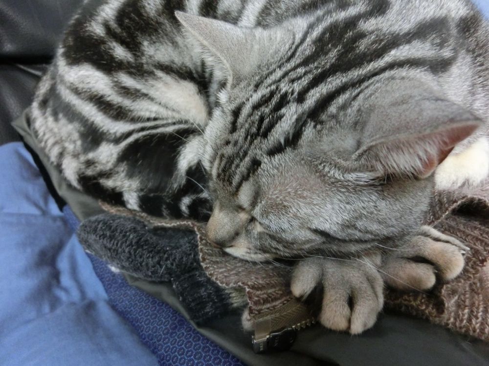 http://village-diary.com/blog/catsbonfamily/pict/141113bona3.jpg