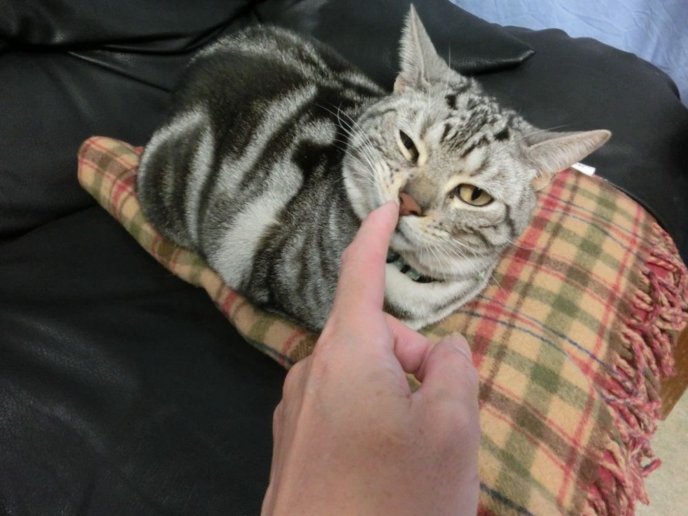 http://village-diary.com/blog/catsbonfamily/pict/141114bona2.jpg
