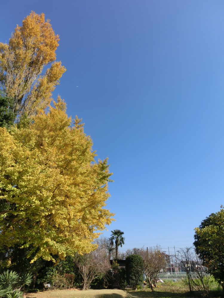 http://village-diary.com/blog/catsbonfamily/pict/141122gingkotree.jpg