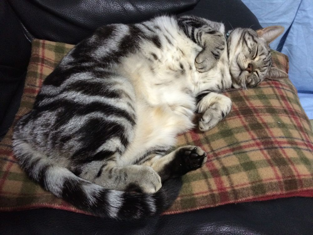 http://village-diary.com/blog/catsbonfamily/pict/141125bona.jpg