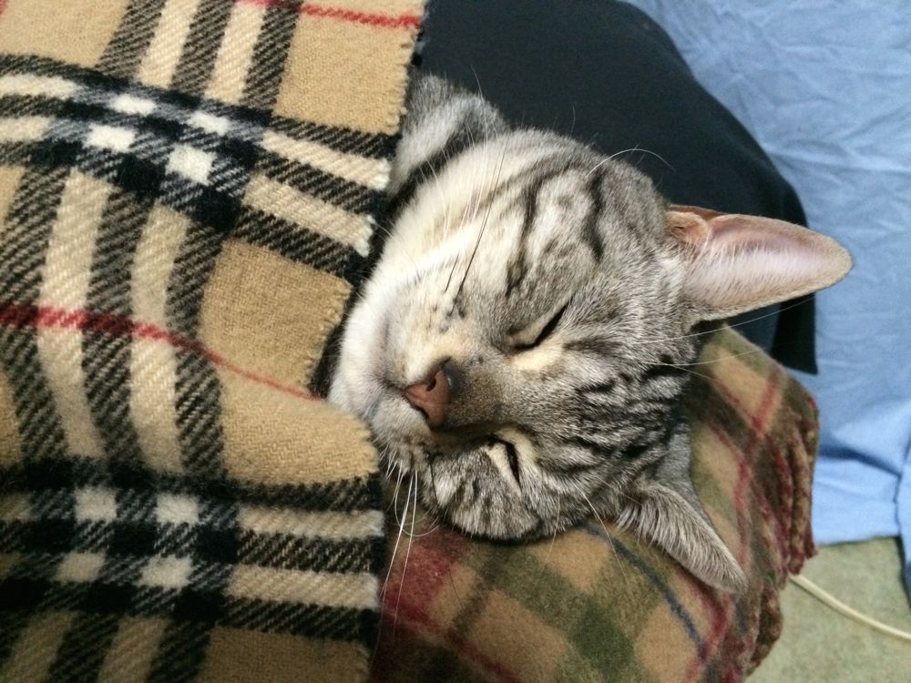 http://village-diary.com/blog/catsbonfamily/pict/141204bona.jpg