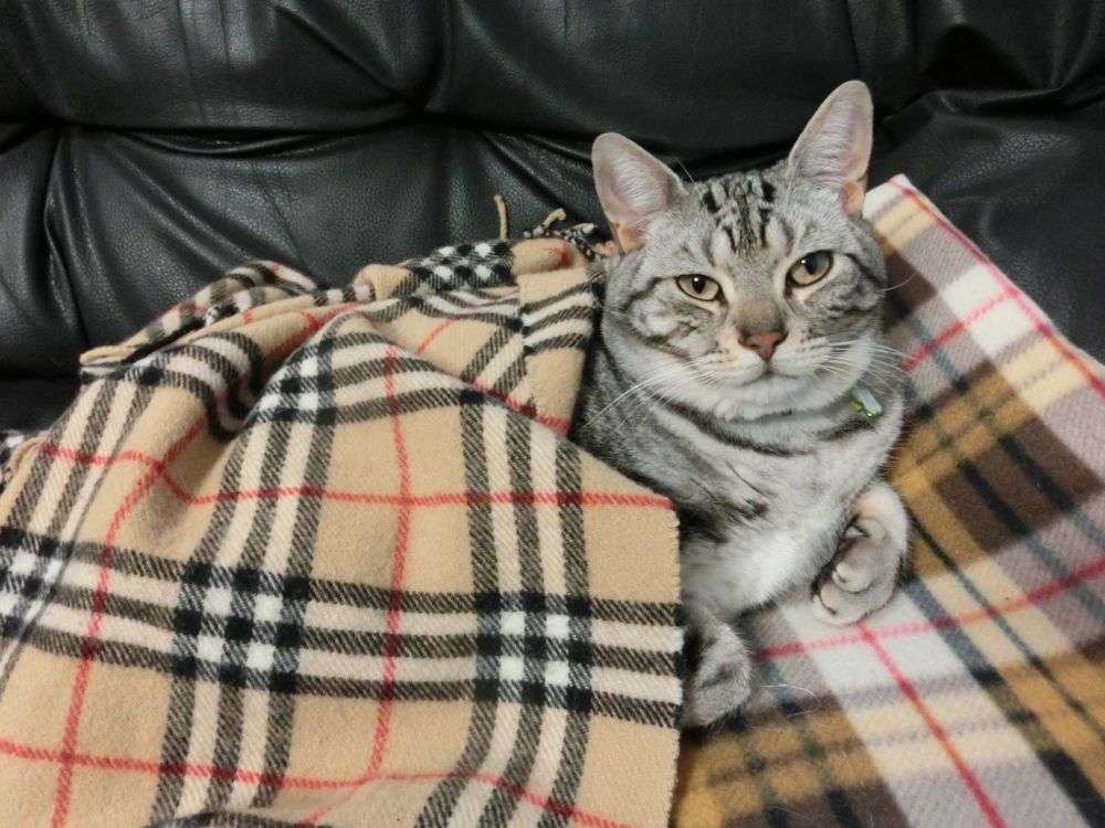 http://village-diary.com/blog/catsbonfamily/pict/141222bona.jpg