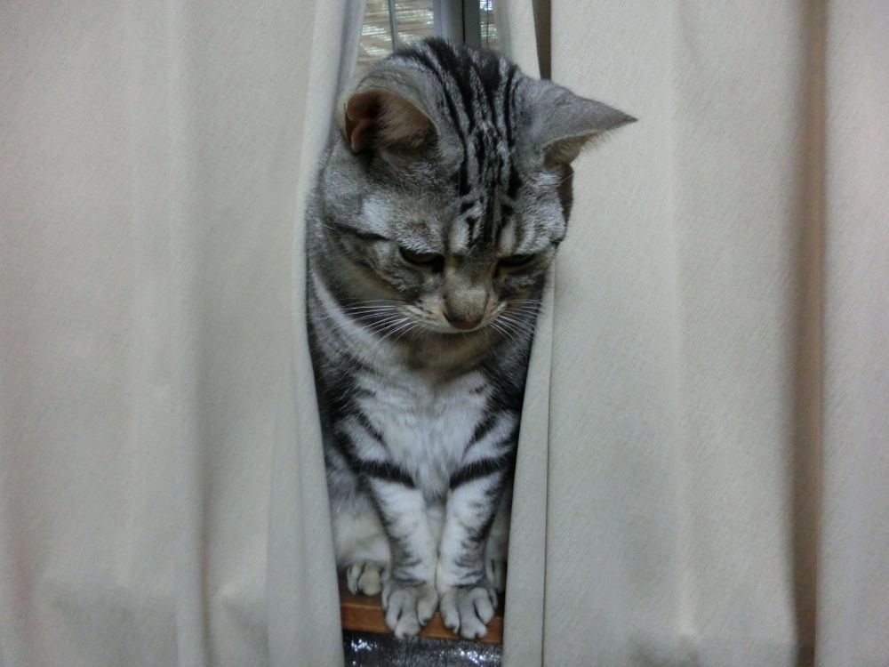 http://village-diary.com/blog/catsbonfamily/pict/141229bona1.jpg