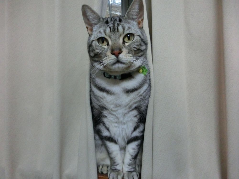 http://village-diary.com/blog/catsbonfamily/pict/141229bona2.jpg