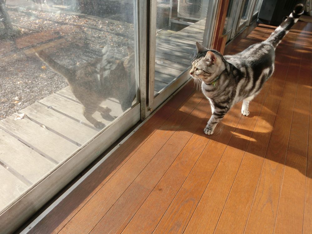 http://village-diary.com/blog/catsbonfamily/pict/150105bona1.jpg