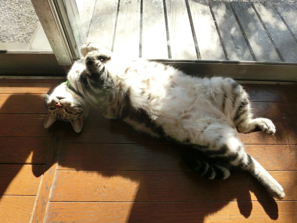 http://village-diary.com/blog/catsbonfamily/pict/150111bona1.jpg
