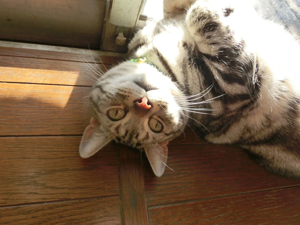 http://village-diary.com/blog/catsbonfamily/pict/150111bona2.jpg