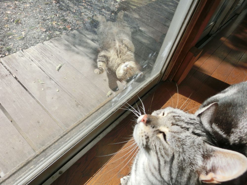 http://village-diary.com/blog/catsbonfamily/pict/150206Bona1.jpg