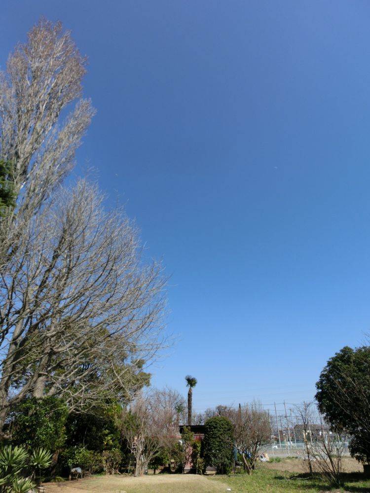 http://village-diary.com/blog/catsbonfamily/pict/150326gingkotree.jpg