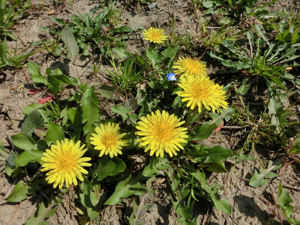 http://village-diary.com/blog/catsbonfamily/pict/150330dandelion.jpg