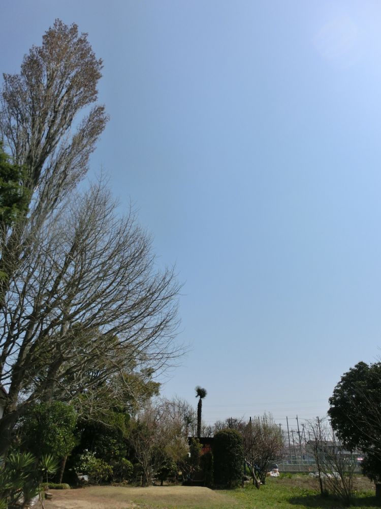 http://village-diary.com/blog/catsbonfamily/pict/150330gingkotree.jpg