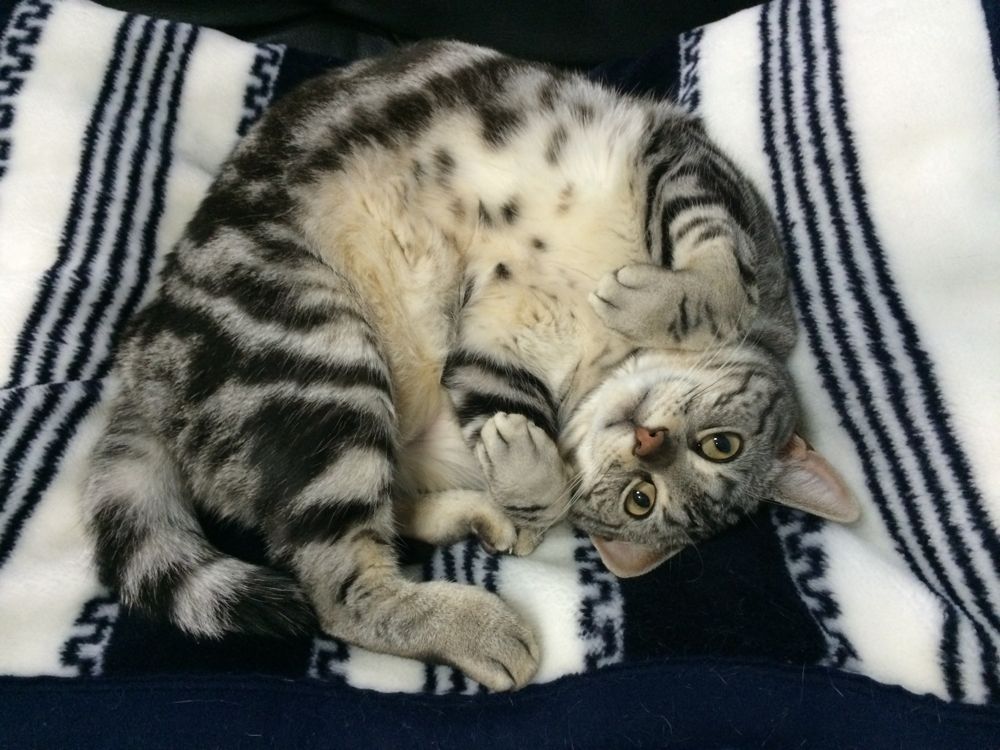 http://village-diary.com/blog/catsbonfamily/pict/150408bona.jpg