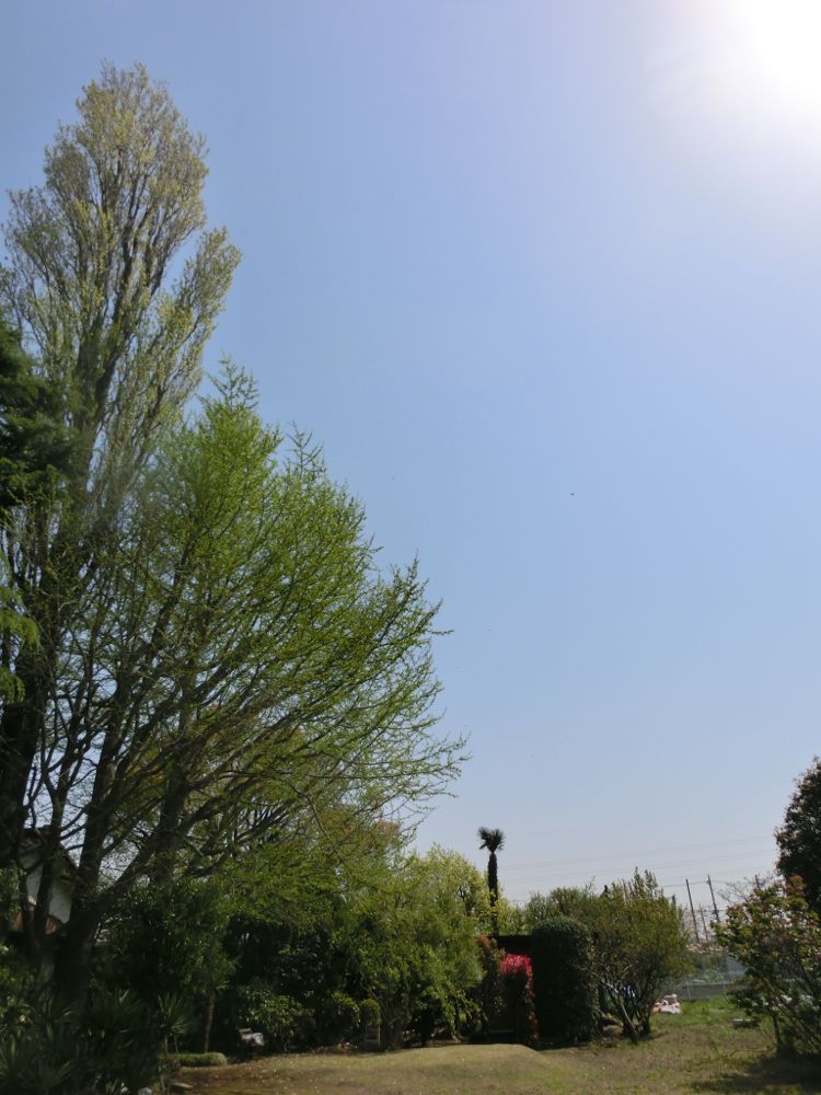 http://village-diary.com/blog/catsbonfamily/pict/150418gingkotree.jpg