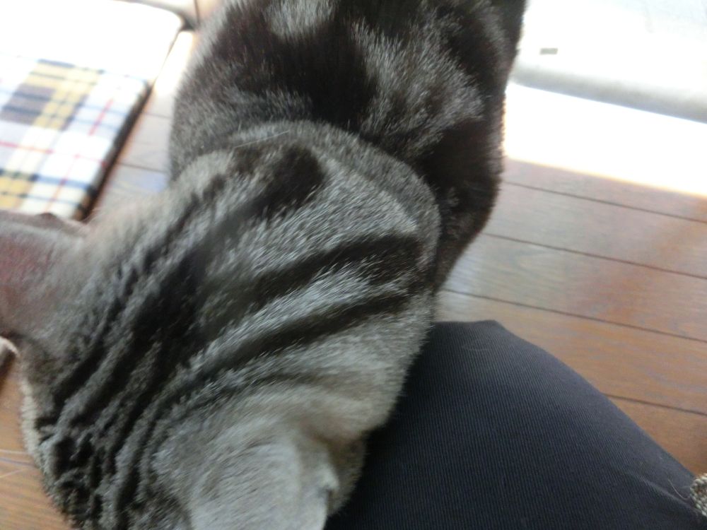 http://village-diary.com/blog/catsbonfamily/pict/150426bona1.jpg