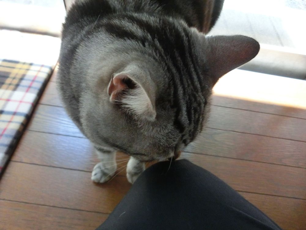 http://village-diary.com/blog/catsbonfamily/pict/150426bona2.jpg