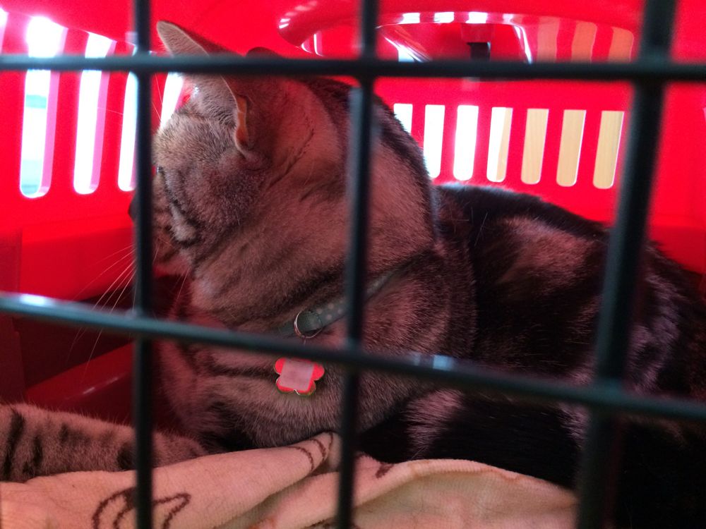 http://village-diary.com/blog/catsbonfamily/pict/150427bona.jpg