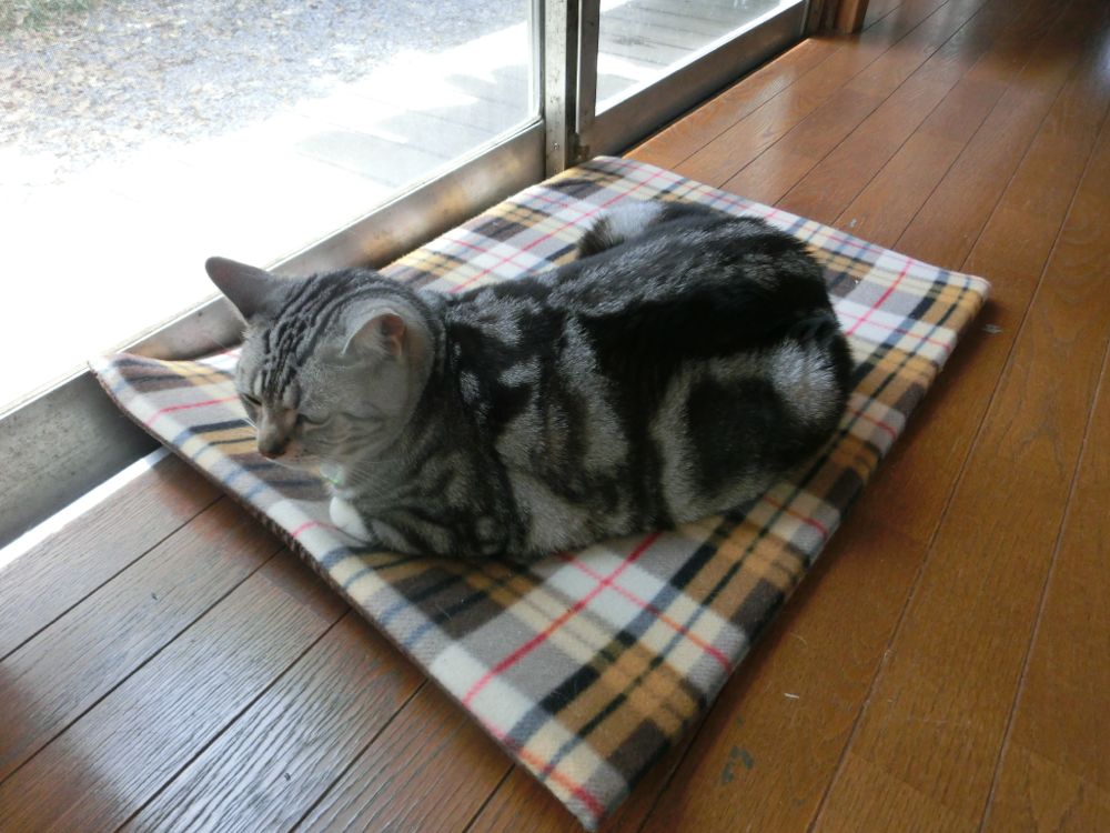 http://village-diary.com/blog/catsbonfamily/pict/150501bona1.jpg