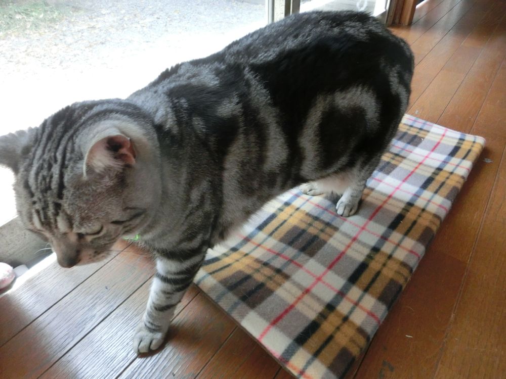 http://village-diary.com/blog/catsbonfamily/pict/150501bona2.jpg