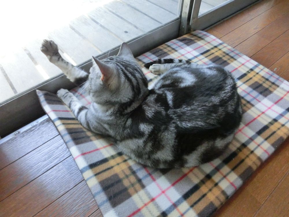 http://village-diary.com/blog/catsbonfamily/pict/150503bona1.jpg