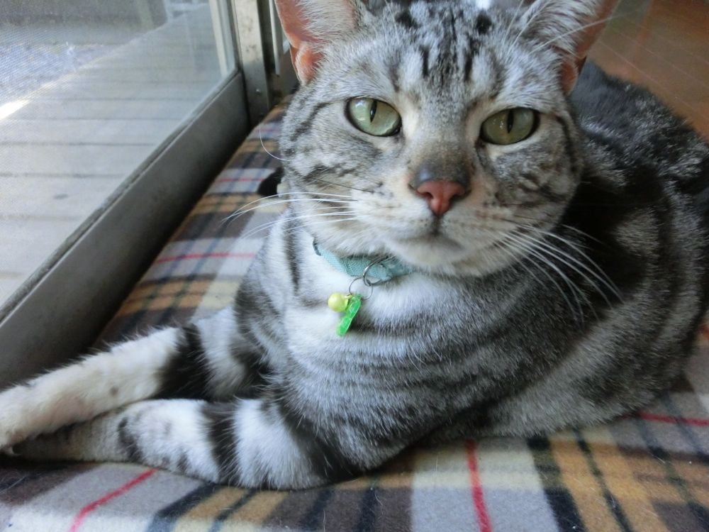 http://village-diary.com/blog/catsbonfamily/pict/150503bona2.jpg