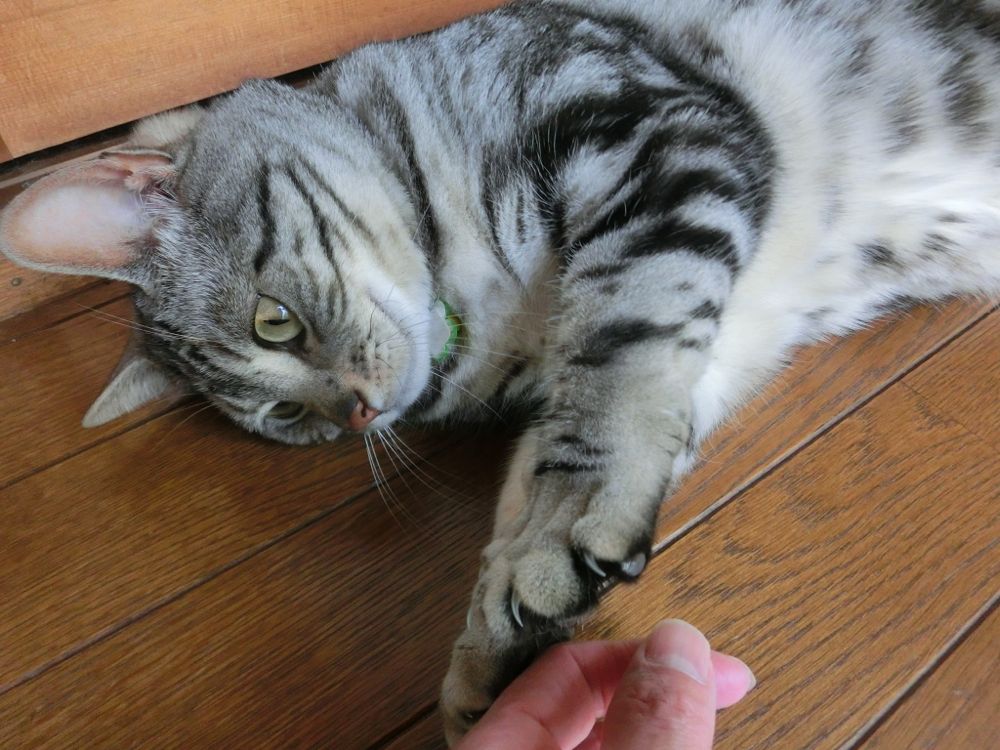 http://village-diary.com/blog/catsbonfamily/pict/150504bona1.jpg