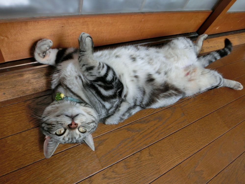 http://village-diary.com/blog/catsbonfamily/pict/150504bona2.jpg