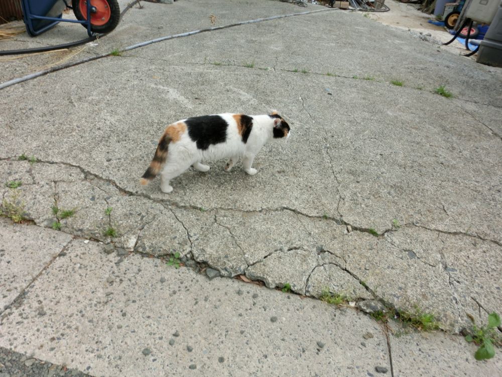 http://village-diary.com/blog/catsbonfamily/pict/150509mikeneko.jpg
