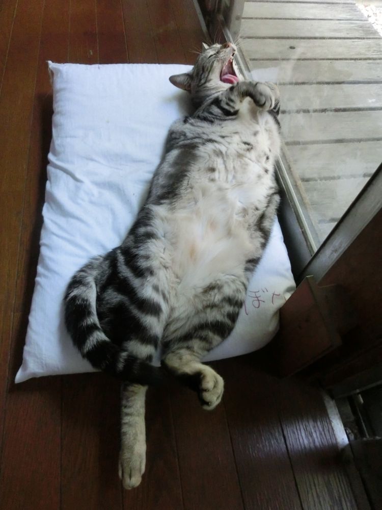 http://village-diary.com/blog/catsbonfamily/pict/150526bona2.jpg
