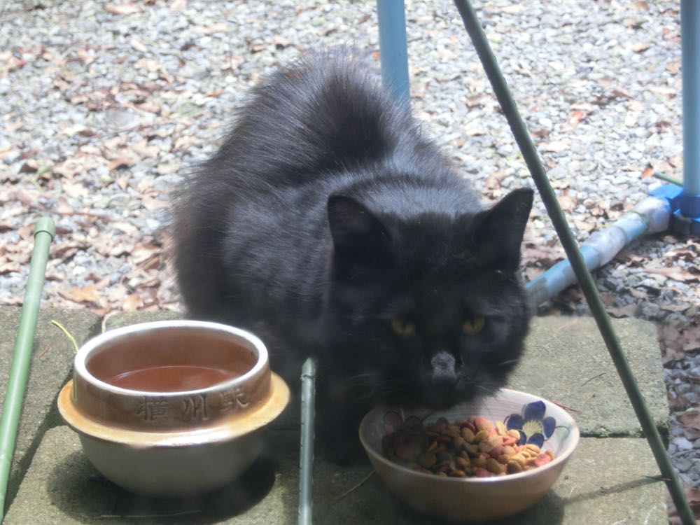 http://village-diary.com/blog/catsbonfamily/pict/150620blackcat.jpg