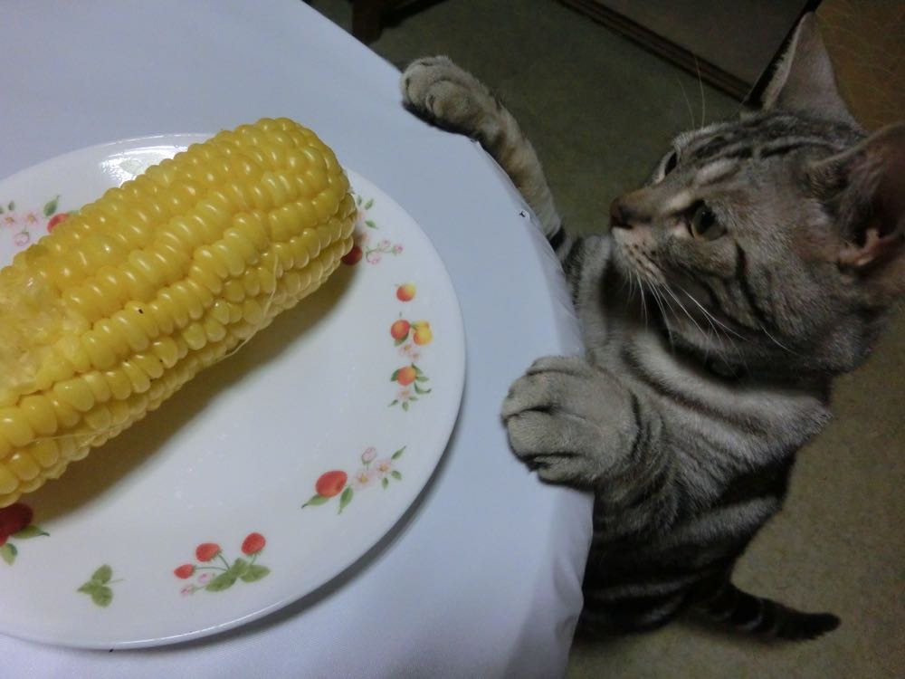 http://village-diary.com/blog/catsbonfamily/pict/150628bonawithcorn.jpg