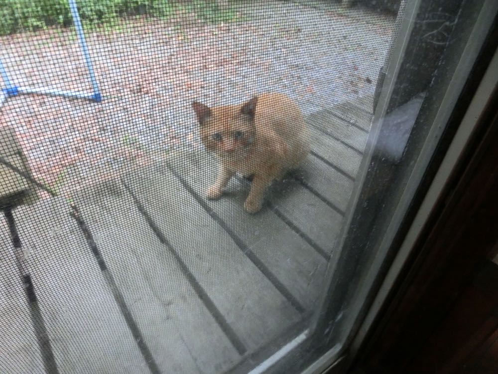 http://village-diary.com/blog/catsbonfamily/pict/150628redcat.jpg
