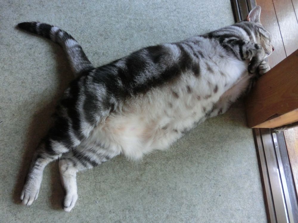 http://village-diary.com/blog/catsbonfamily/pict/150712bona.jpg