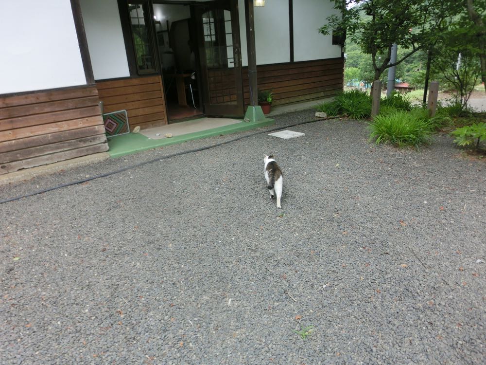 http://village-diary.com/blog/catsbonfamily/pict/150718yamatumijinjaneko1.jpg