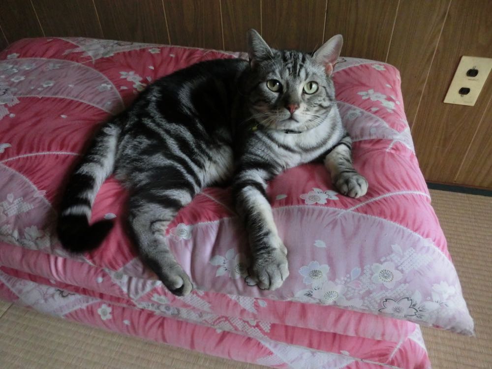 http://village-diary.com/blog/catsbonfamily/pict/150726bona.jpg