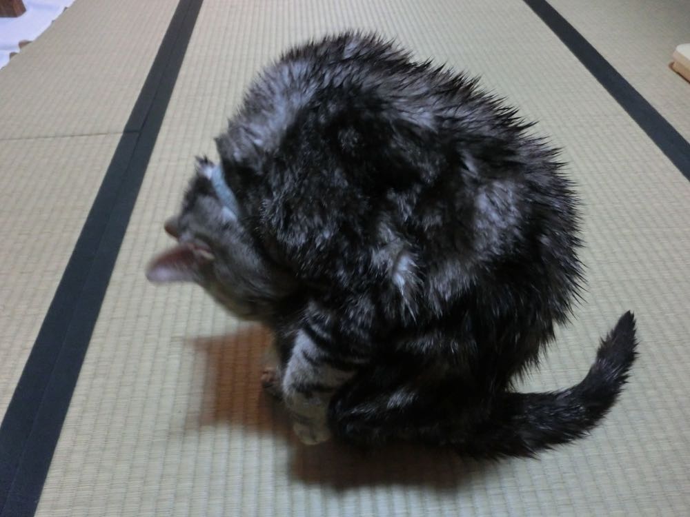 http://village-diary.com/blog/catsbonfamily/pict/150806bona1.jpg