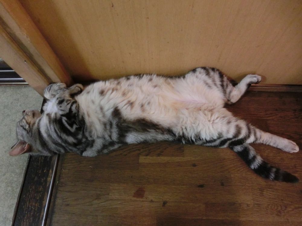 http://village-diary.com/blog/catsbonfamily/pict/150814bona.jpg