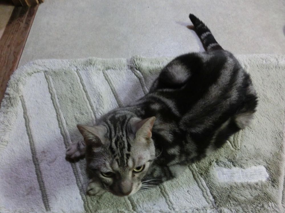 http://village-diary.com/blog/catsbonfamily/pict/150823bona2.jpg