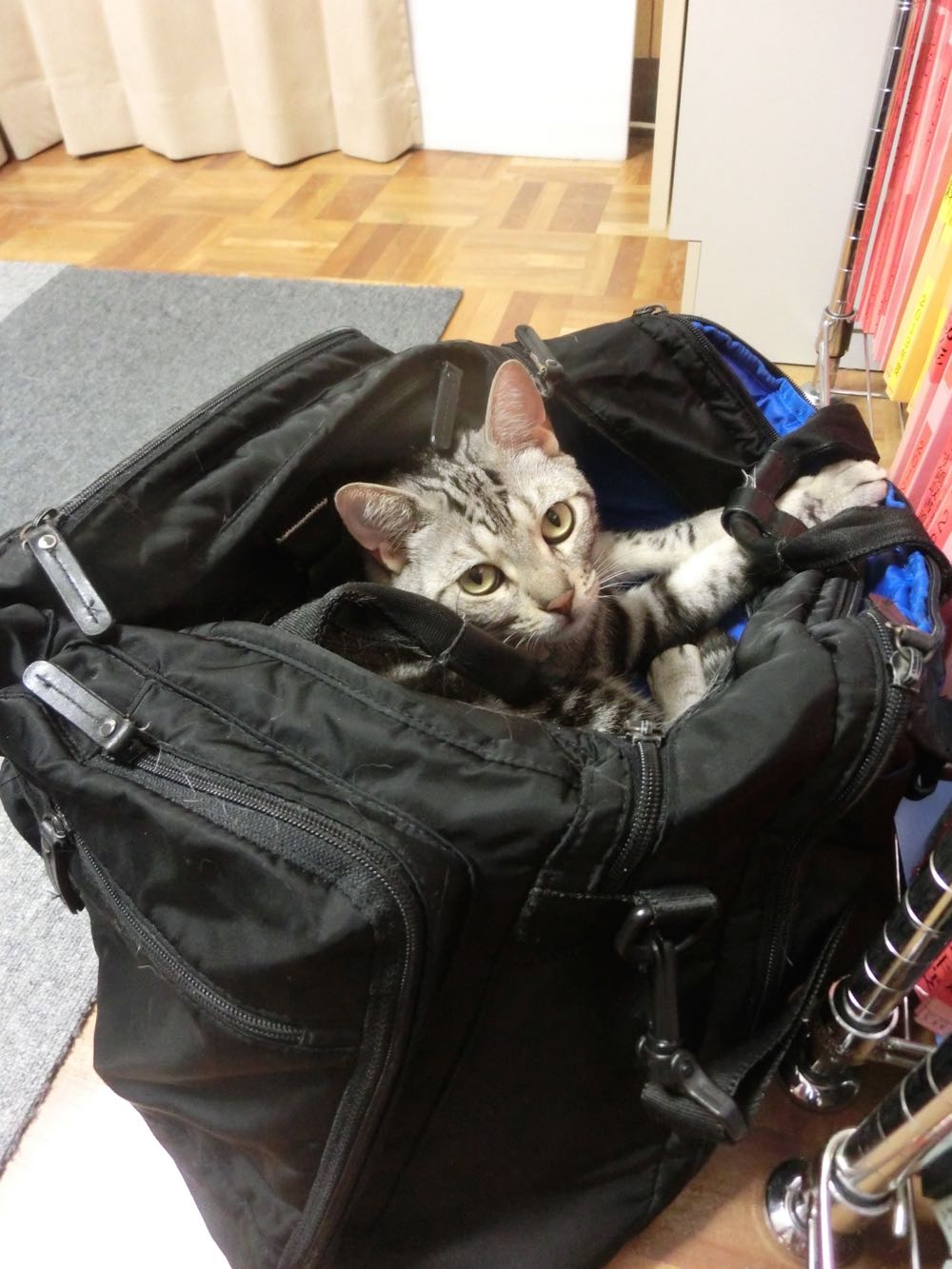 http://village-diary.com/blog/catsbonfamily/pict/150825bagbona1.jpg