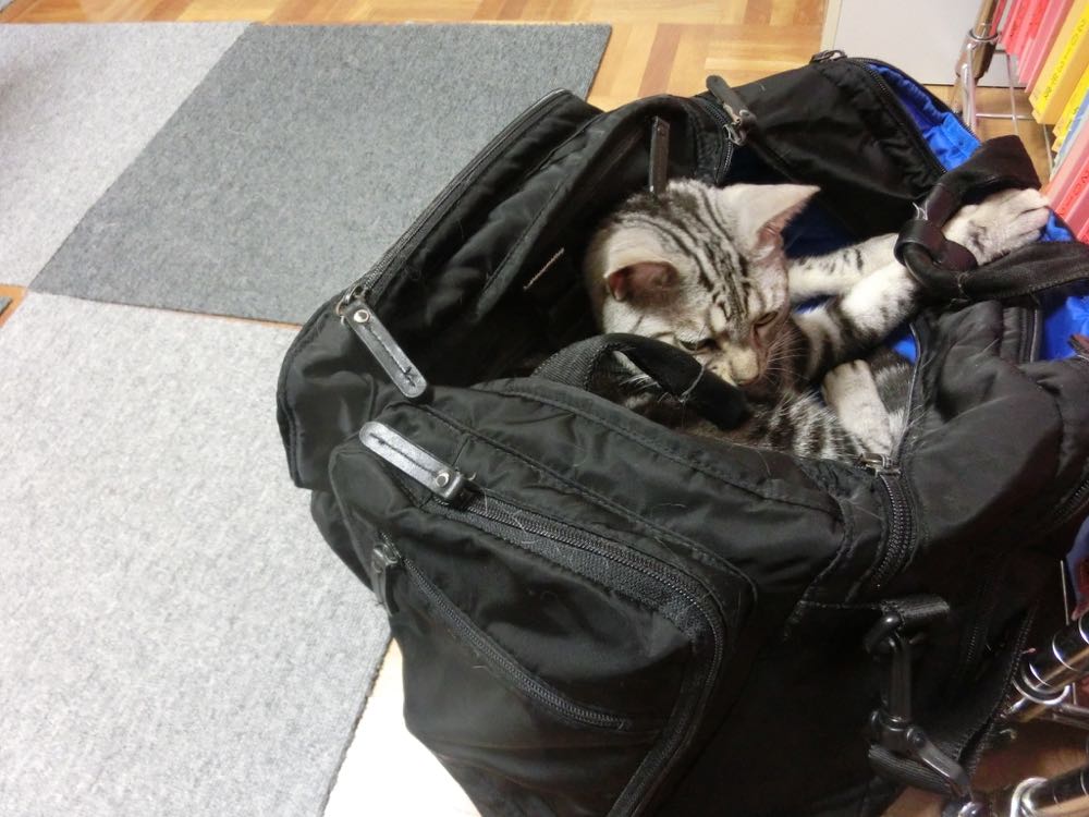 http://village-diary.com/blog/catsbonfamily/pict/150825bagbona2.jpg